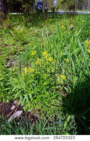 Bittercress (barbarea Vulgaris), Also Called Herb Barbara, Rocketcress, Yellow Rocketcress, Winter R