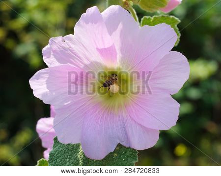 Marsh Mallow Flowers. Close Up In Nature. Flower Background