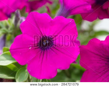 Patricia Flower. Close Up In Nature. Flower Background
