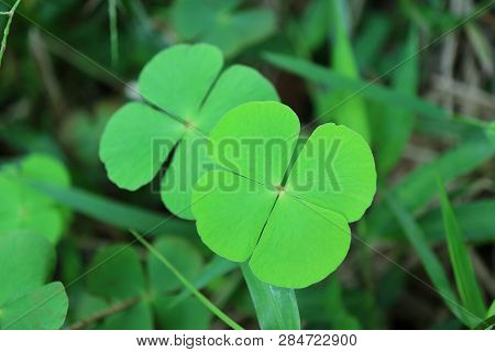 Closed Up A Pair Of Vibrant Green Four Leaf Clovers In The Field