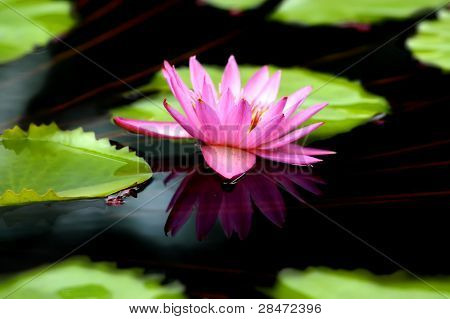 Lily duplicada