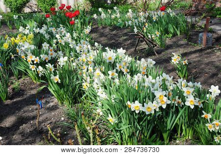 Narcissus With Red Tulips Flowers On Spring Flowerbed. Narcissus Flower Also Known As Daffodil, Daff