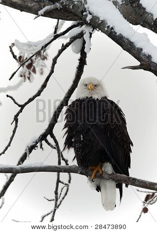 Orel bělohlavý, posazený na větvi