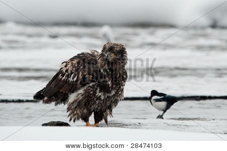 Jovem águia com Magpie