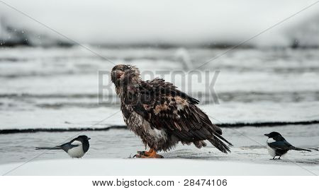 Jovem águia com Magpie