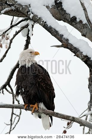 Orel bělohlavý, posazený na větvi