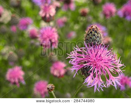 Brown Knapweed In The Meadow. Medical Plant Centaurea Jacea. Floral Background