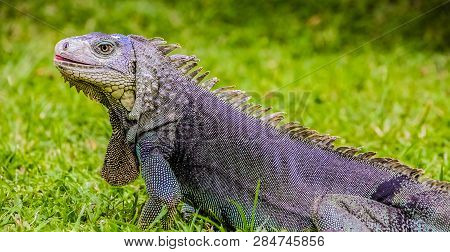 Close-up Of A Pet Iguana With A Grey And Blue Color On A Green Grass Lawn