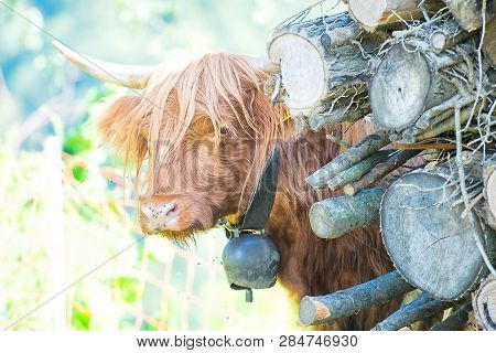 Highlands Cow With Cowbell At The Neck.