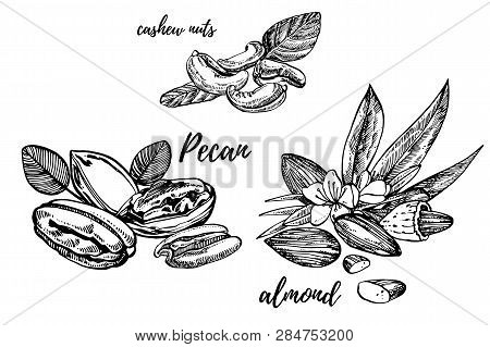 Almonds, Pecan And Cashew Nuts Sketch Illustrations. Hand Drawn Illustrations Isolated On White Back