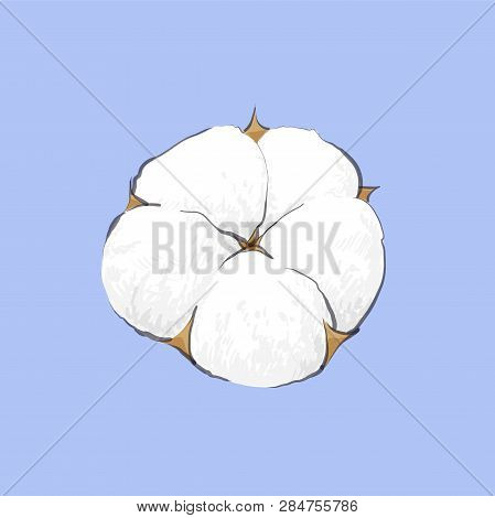 Delicate White Cotton Flower