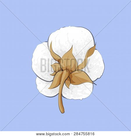 Delicate White Cotton Flower