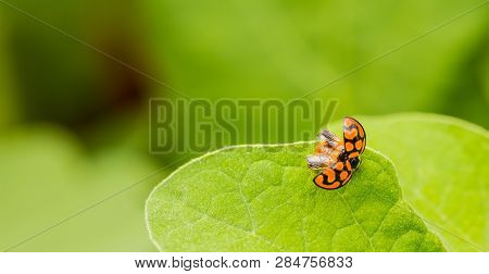 Orange Ladybug Close Up On A Green Leaf