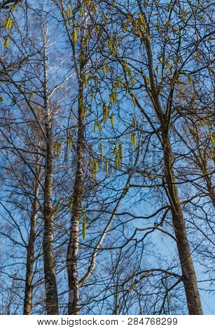 Opened Birch Catkins Against The Blue Sky, In Early Spring.