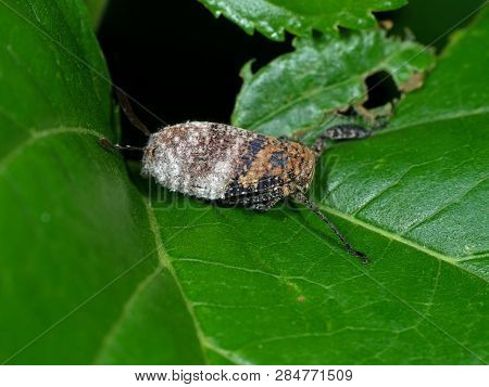Macro Photography Of Planthopper On Green Leaf