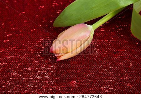 Red Fresh Spring Tulip On A Red Background From A Sequin (shiny Fabric)