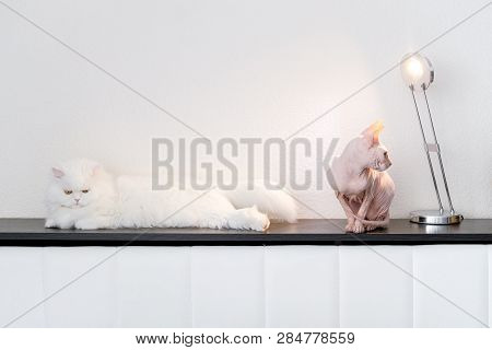Two Cats At Home Love Or Hate. White Persian Furry Cat And Hairless Cat Don Sphynx Breed With Pink N
