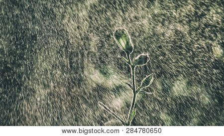 Plant In The Rain - Seasons In Nature In Meadows And Fields