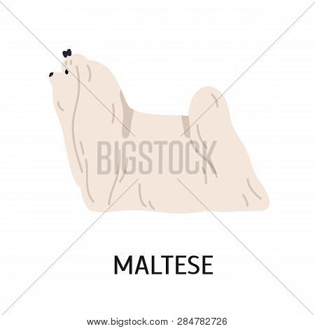 Maltese. Cute Lovely Small Lap Dog Isolated On White Background. Adorable Purebred Domestic Animal O