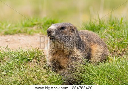 Close View One Natural Marmot (marmota Monax) In Green Grassland