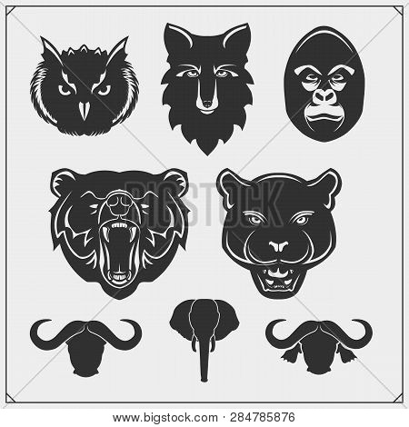 Set Of Animal Silhouettes. Savannah, Forest, Jungle Animals. Design Template For Emblems, Stickers A