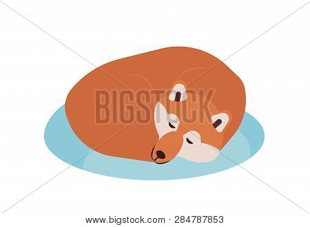 Akita Inu. Lovely Purebred Japanese Companion Dog Sleeping Or Taking Nap Isolated On White Backgroun