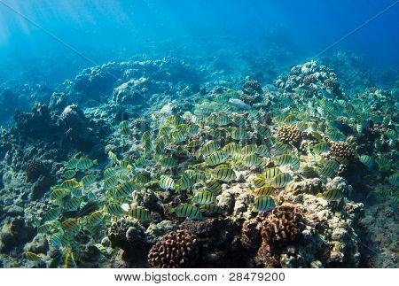 Barriera corallina tropicale alle Hawaii sott'acqua