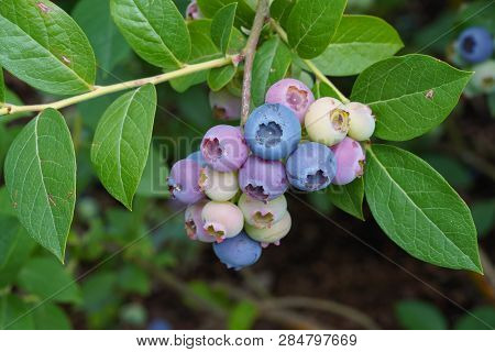 Bunch Of Blueberries (vaccinium Myrtillus), Fruits Of Summertime