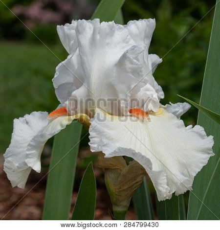 German Iris (iris Barbata), Close Up Of The Flower Head