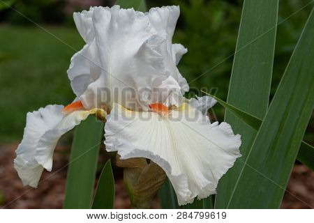 German Iris (iris Barbata), Close Up Of The Flower Head