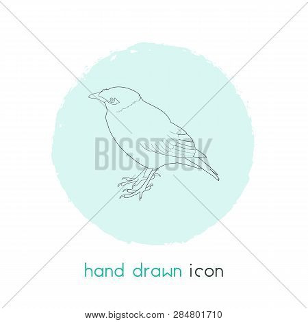 Myna Icon Line Element.  Illustration Of Myna Icon Line Isolated On Clean Background For Your Web Mo