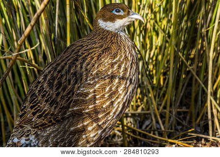 Portrait Of A Female Impeyan Monal Pheasant, Tropical Bird From Asia, Beautiful Animal Portrait