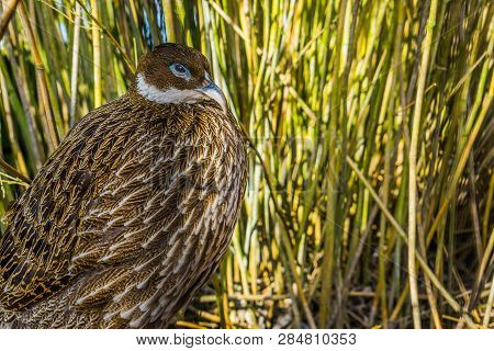 Female Impayan Monal Pheasant, Beautiful Animal Portrait, Tropical Bird From Asia
