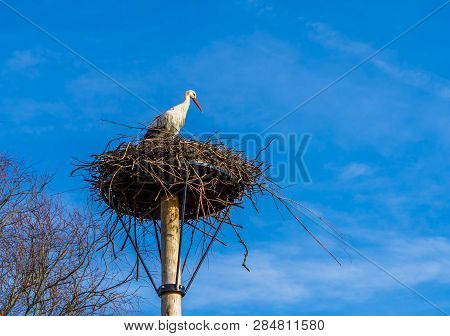Stork Sitting In Its Birds Nest, Deep Blue Sky In The Background, Migrated Bird From Africa