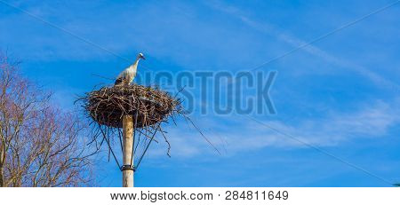 Big Birds Nest With A Stork In It, Clean And Deep Blue Sky In The Background, Migrated Bird From Afr