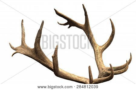 Large Antler Maral Deer On A White Background, Isolate, Horn