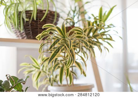 Fresh Leaves Spider Plant Pot In House Garden With Morning Sunlight And Selective Focus.chlorophytum