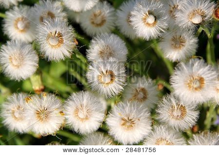 โครงสร้างของดอก dandelion