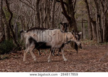 Brown Goat Grazing In The Spring Forest