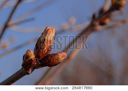 Spring Tree Branches With Buds Against Blue Sky. Closeup
