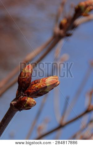 Spring Tree Branches With Buds Against Blue Sky. Closeup