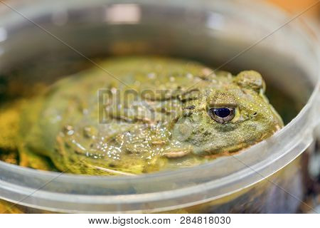 Pyxicephalus Adspersus. African Giant Bullfrog. The Green Frog Is A Water-plant, Digging Frog Sittin