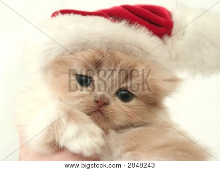 Widok mały kotek puszyste ładne