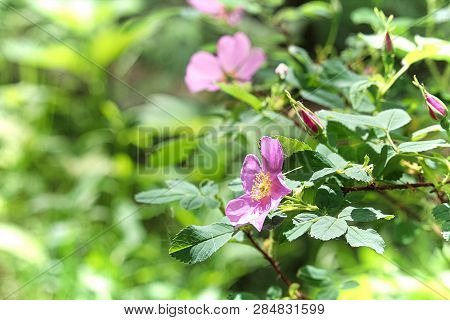 Side View Of A Wild Rose With A Blurred Background