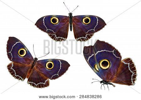 Set Of Owl-eyed Butterflies. Isolated On White Background
