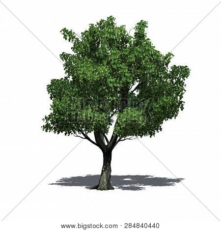 Katsura Tree With Shadow On The Floor - Isolated On White Background - 3d Illustration