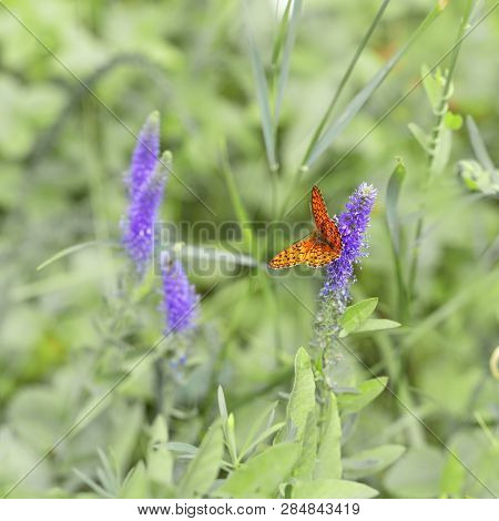 Nature Background With Butterfly. Wild Meadow Grass And Bright Orange Butterfly In Nature. Beautiful