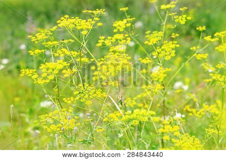 Wild Flowers Yellow Color. Natural Background. Flowery Fon. Forest Herbs In Nature.