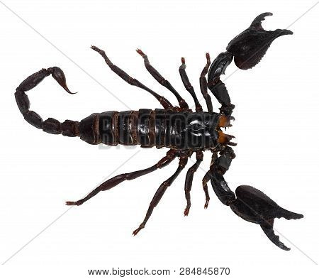 Black Scorpion Isolated On White Background (pandinus Longimanus).