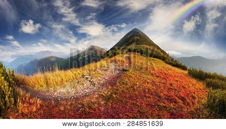Red Bilberry In Syvula